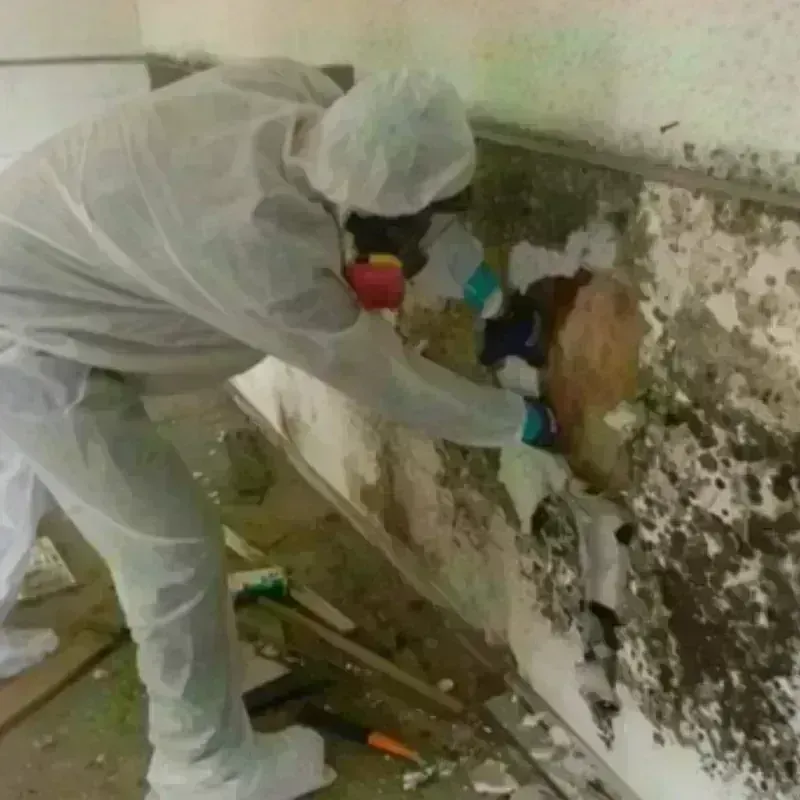 Mold Remediation and Removal in New Athens, IL